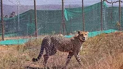 A cheetah at Kuno National Park in Madhya Pradesh (File Photo) A cheetah at Kuno National Park in Madhya Pradesh (File Photo)