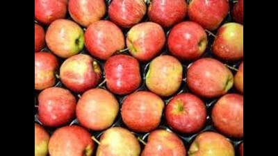 Apple will be sold in accordance with weight from the ensuing apple season, said Himachal horticulture minister Jagat Singh Negi during his visit to the apple-growing regions of Jubbal and Kotkhai. (File Photo) Apple will be sold in accordance with weight from the ensuing apple season, said Himachal horticulture minister Jagat Singh Negi during his visit to the apple-growing regions of Jubbal and Kotkhai. (File Photo)