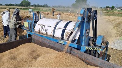 As per figures, government agencies have so far procured 58.59 lakh MT wheat from 408 mandis and procurement centres of the Haryana till date. (HT Photo) As per figures, government agencies have so far procured 58.59 lakh MT wheat from 408 mandis and procurement centres of the Haryana till date. (HT Photo)