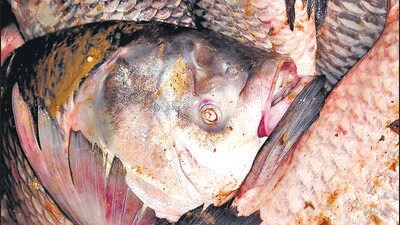 Dead fish at Sukhna Lake. (Vikram Jit Singh) Dead fish at Sukhna Lake. (Vikram Jit Singh)