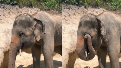 The video of an elephant rubbing its eye have gone viral. (Screengrab) The video of an elephant rubbing its eye have gone viral. (Screengrab)