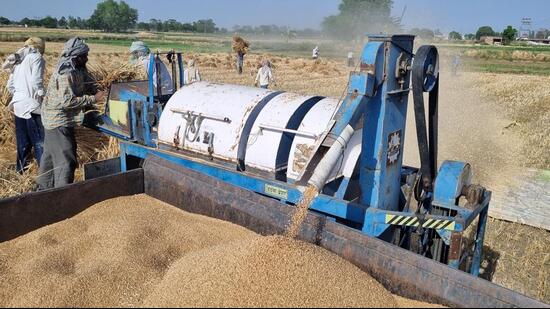 As per figures, government agencies have so far procured 58.59 lakh MT wheat from 408 mandis and procurement centres of the Haryana till date. (HT Photo)