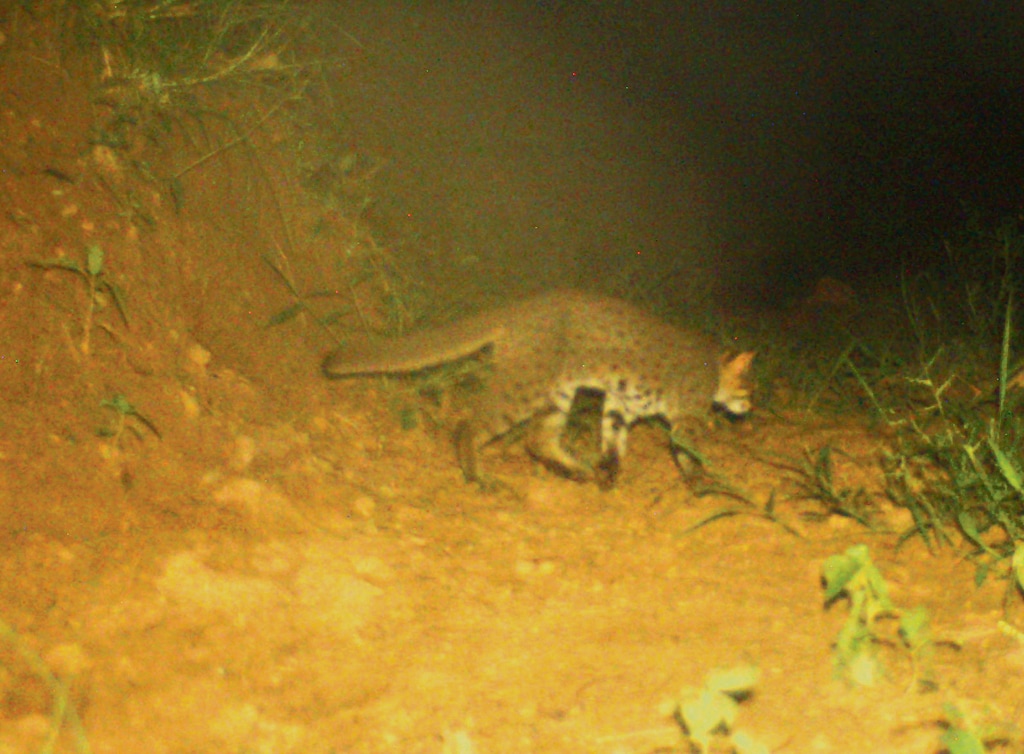 Himmat and Naina Guram’s camera trap image at night of a rusty-spotted cat. Himmat and Naina Guram’s camera trap image at night of a rusty-spotted cat.