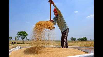A farmer works in a wheat field during harvesting season, in Amritsar on Wednesday. (PTI)