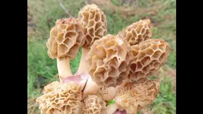 Considered a super-food, Guchhi is rich in vitamins B, C, D, and K. Considered a super-food, Guchhi is rich in vitamins B, C, D, and K.