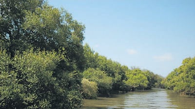 Mumbai, India - September 22, 2019 : The construction of the Mumbai-Ahmedabad High Speed Railway (MAHSR)project will not only lead to the loss of more than 30,000 mangrove trees, but will destroy an entire ecosystem, according to a report by the Mangrove Society of India (MSI). Eleven types of mangroves trees, 177 species of resident and migratory birds, among other animals, will be affected. The habitat of Varanus Salvator, commonly known as monitor lizard and mangroves in Palghar (in pic) are at the risk of being destroyed owing to the project. HT Photo (Hindustan Times)