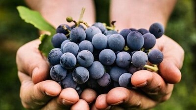 Grapes help to get rid of alcoholism (if the person wants to do it), helps to recover liver disorders, reduces dizziness and delusion, recovers gastritis, burning sensation and satisfied excessive thirst. (Shutterstock) Grapes help to get rid of alcoholism (if the person wants to do it), helps to recover liver disorders, reduces dizziness and delusion, recovers gastritis, burning sensation and satisfied excessive thirst. (Shutterstock)