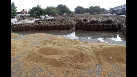 Wheat lying in the open gets drenched in the rain at the Rohtak grain market on Sunday. Wheat and mustard lying in the open in the mandis of various district of the state got drenched after the rain on Saturday and Sunday. (Manoj Dhaka/HT)
