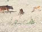 Tiger chases cattle in a field.