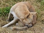 Tick-borne disease occurs when an infected tick bites a dog or a human and transmits the disease into the victim’s body. Tick-borne disease occurs when an infected tick bites a dog or a human and transmits the disease into the victim’s body.