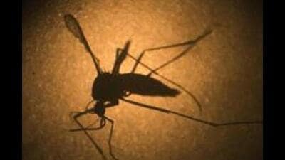“Our strategy has changed over the past few years. Instead of starting an annual campaign during monsoon, we start with the measures early, even before the monsoon arrives,” said Dr Vikas Singhal, joint-director of vector-borne diseases in the state health department. (For representation)