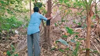 177 trees will be felled for creating a shunting area for the Metro-3 train (File Photo) 177 trees will be felled for creating a shunting area for the Metro-3 train (File Photo)