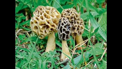 Gucchi mushrooms grow wild in cold regions and boast of a distinct taste (Shutterstock) Gucchi mushrooms grow wild in cold regions and boast of a distinct taste (Shutterstock)