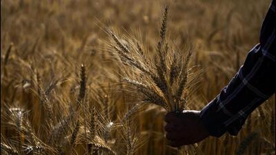 Sangrur district has surpassed the number of total wheat production of last rabi season. The total wheat production in Sangrur was 8.74 lakh MT in 2022, while over 9.54 lakh MT wheat has already arrived in grain markets so far. (AP)