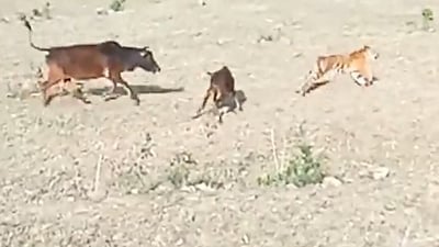 Tiger chases cattle in a field. (Twitter/@SusantaNanda) Tiger chases cattle in a field. (Twitter/@SusantaNanda)