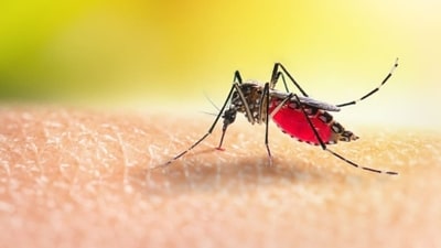 World Malaria Day 2022: Yoga asanas to relieve symptoms of fever (Unsplash) World Malaria Day 2022: Yoga asanas to relieve symptoms of fever (Unsplash)