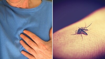 Malaria is a protozoan disease which spreads by the bite of infected female anopheles mosquitoes. (Pixabay) Malaria is a protozoan disease which spreads by the bite of infected female anopheles mosquitoes. (Pixabay)