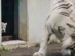 The image, taken from the viral video, features a white tiger cub trying to scare its mama. 