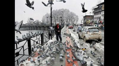 A Kashmiri feeds pigeons in Srinagar. (PTI File Photo) A Kashmiri feeds pigeons in Srinagar. (PTI File Photo)