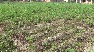 Bihar’s cooperative department will compensate farmers for the loss in yield under its crop assistance scheme (ANI File)
