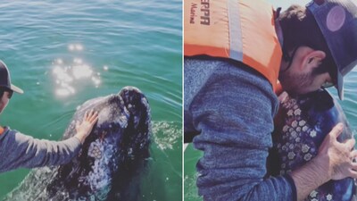 The images shows the man petting and kissing the whale. (Instagram/@silversharkadventures)
