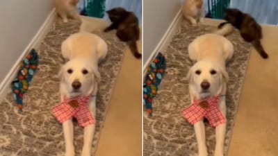 The image is taken from the Reddit video that shows a dog and two cats. (Reddit/@FloppyDog15) The image is taken from the Reddit video that shows a dog and two cats. (Reddit/@FloppyDog15)