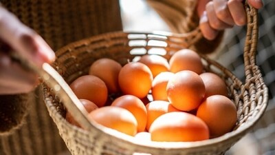 Cholesterol found in eggs is healthy. However, when they are oxidised, they tend to become harmful and cause clogging of arteries. (Unsplash) Cholesterol found in eggs is healthy. However, when they are oxidised, they tend to become harmful and cause clogging of arteries. (Unsplash)