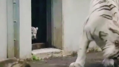 The image, taken from the viral video, features a white tiger cub trying to scare its mama. (Twitter/@AMAZlNGNATURE) The image, taken from the viral video, features a white tiger cub trying to scare its mama. (Twitter/@AMAZlNGNATURE)