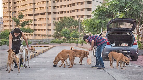 The bench observed, “It would be an obligation of the residents of the society to always make provision for adequate water for the animals, particularly considering the onset of the summer season (Representational picture)