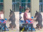 Child does a checkup on his dog. Child does a checkup on his dog.