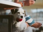 As the summer heat sets in, finding fun activities to do with your pets without exposing them to the heat and humidity can be challenging As the summer heat sets in, finding fun activities to do with your pets without exposing them to the heat and humidity can be challenging