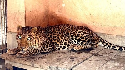 Ashoka, the leopard, that died at Lucknow zoo. (File photo) Ashoka, the leopard, that died at Lucknow zoo. (File photo)