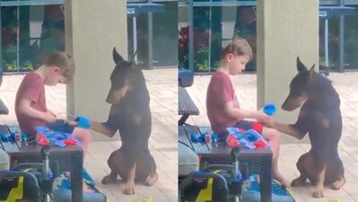 Child does a checkup on his dog. (Twitter/@buitengebieden) Child does a checkup on his dog. (Twitter/@buitengebieden)