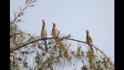 Indian Gray Hornbill sighted in Pune. (Prabhav Benara/SOURCED) Indian Gray Hornbill sighted in Pune. (Prabhav Benara/SOURCED)
