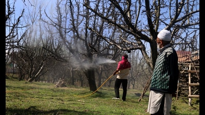 Kashmir farmers spray pesticides on apple trees. (HT File Photo) Kashmir farmers spray pesticides on apple trees. (HT File Photo)