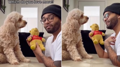 The video shows the dog with her pet dad. (Instagram/@lunatheminicockapoo) The video shows the dog with her pet dad. (Instagram/@lunatheminicockapoo)