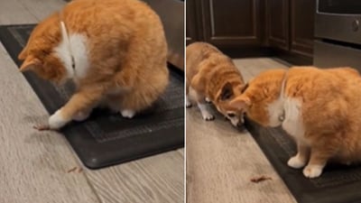 The video shows the dog trying to snatch food from a cat. (Reddit/@DrunkGroundSquirrel)