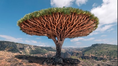 Socotra, Yemen: This remote island in the Indian Ocean is home to unique flora and fauna, including the dragon's blood tree and the Socotra desert rose.&nbsp; (Unsplash)