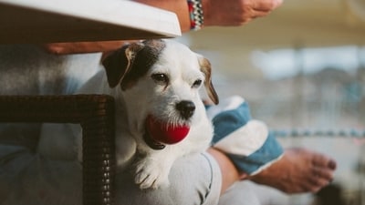 As the summer heat sets in, finding fun activities to do with your pets without exposing them to the heat and humidity can be challenging (Pixabay) As the summer heat sets in, finding fun activities to do with your pets without exposing them to the heat and humidity can be challenging (Pixabay)