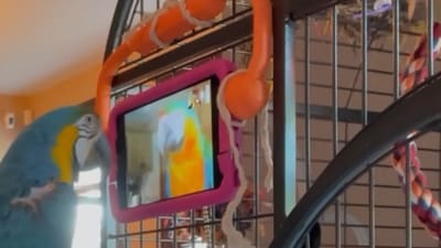 The image shows the parrot interacting with its ‘friend’ over the video call. (YouTube/ACM SIGCHI) The image shows the parrot interacting with its ‘friend’ over the video call. (YouTube/ACM SIGCHI)