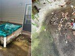 The images show the old tub and the snake hiding under it. The images show the old tub and the snake hiding under it.