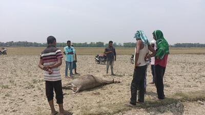 A blue bull shot dead at Sahugarh panchayat of Madhepura district in Bihar. (HT Photo)