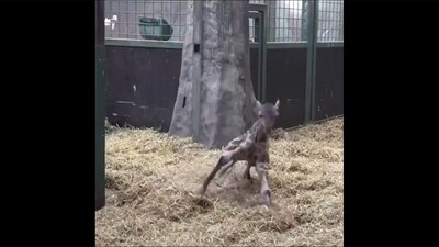 Baby giraffe taking its first steps. (Twitter/@buitengebieden) Baby giraffe taking its first steps. (Twitter/@buitengebieden)
