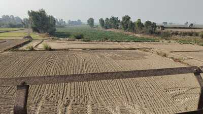 Farming being held on a Sutlej riverbed in Ferozepur. (HT Photo) Farming being held on a Sutlej riverbed in Ferozepur. (HT Photo)