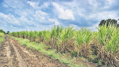 Mumbai, India - Sept. 10, 2015 : Sugar cane fields in Marathwada, in Mumbai, India, on Thursday, September 10, 2015. (Photo by Vidya Subramanian/ Hindustan Times) (Hindustan Times) Mumbai, India - Sept. 10, 2015 : Sugar cane fields in Marathwada, in Mumbai, India, on Thursday, September 10, 2015. (Photo by Vidya Subramanian/ Hindustan Times) (Hindustan Times)