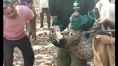 The fishing cat rescued by the forest department in Sarojini Nagar area of Lucknow on Thursday. (HT Photo)