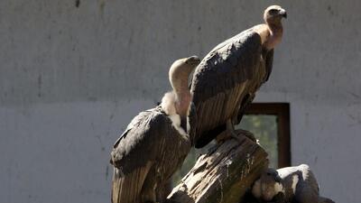 The release programme of the captive-bred critically Endangered Oriental White-backed vulture was started in 2020. (Bombay Natural History Society) The release programme of the captive-bred critically Endangered Oriental White-backed vulture was started in 2020. (Bombay Natural History Society)