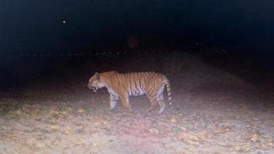 Vineet Garg, additional chief secretary (ACS), forests and wildlife, said the tiger is believed to have reached Kalesar from Rajaji National Park in Dehradun, Uttarakhand. (HT Photo)