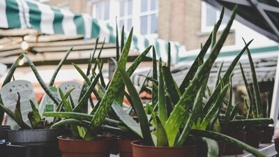 Aloe Vera as an eye cream: Aloe Vera can also be used as an eye cream to help reduce dark circles and puffiness. Apply a small amount of Aloe Vera gel under your eyes before bed. (Pexels) Aloe Vera as an eye cream: Aloe Vera can also be used as an eye cream to help reduce dark circles and puffiness. Apply a small amount of Aloe Vera gel under your eyes before bed. (Pexels)