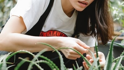 Aloe Vera as a face mask: Aloe Vera can also be used as a face mask to help improve skin texture and reduce the appearance of acne. Mix a tablespoon of Aloe Vera gel with a teaspoon of honey and lemon juice. Apply the mixture to your face and leave it on for 15-20 minutes before rinsing off with water. (Pexels) Aloe Vera as a face mask: Aloe Vera can also be used as a face mask to help improve skin texture and reduce the appearance of acne. Mix a tablespoon of Aloe Vera gel with a teaspoon of honey and lemon juice. Apply the mixture to your face and leave it on for 15-20 minutes before rinsing off with water. (Pexels)